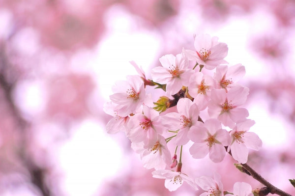 Hanami-Cherry blossom viewing